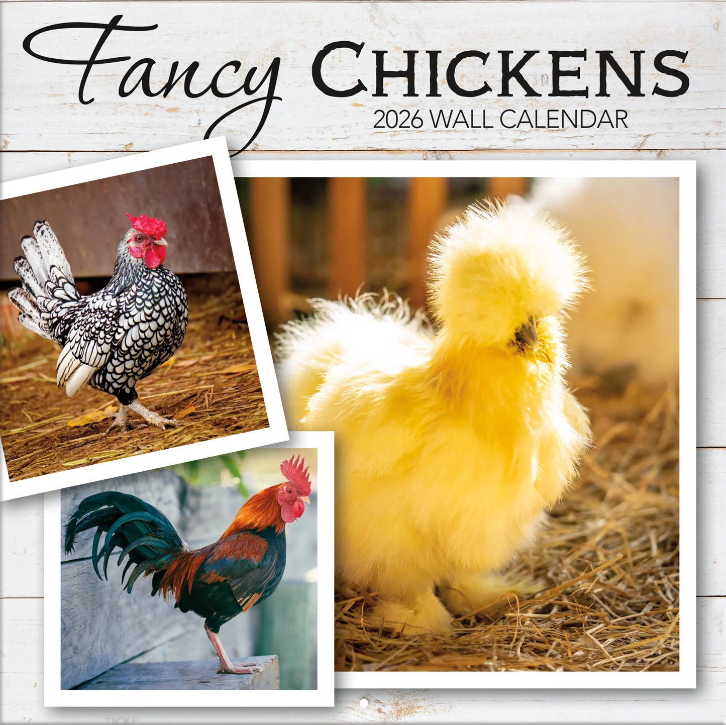 Fancy Chickens 12